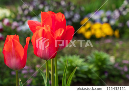 Spring flowerbed with red tulips and pansies Spring flowerbed with red tulips and pansies 113452131