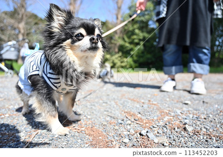 一隻可愛的吉娃娃與女人散步的特寫 113452203