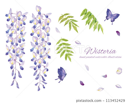 紫藤花和紫色蝴蝶的真實觸感水彩插圖 113452429