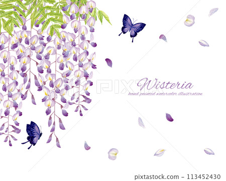 水彩手繪紫藤蝴蝶背景素材 113452430