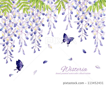真正的觸摸紫藤花和紫色蝴蝶背景畫水彩 113452431