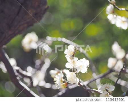 Shining white plum blossoms background material Shining white plum blossoms background material 113452601