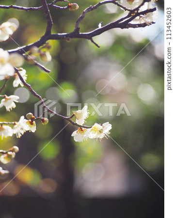 白色閃閃發光的梅花背景素材 113452603