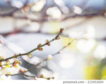 Shining white plum blossoms background material Shining white plum blossoms background material 113452604