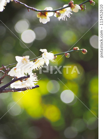 Shining white plum blossoms background material 113452610