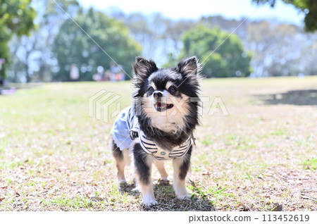 Smiling Chihuahua walking in the park 113452619