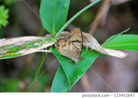 [Japanese Butterfly] Himekimadarahikage (Princess Yellow Spot Shade) 2012 113452647