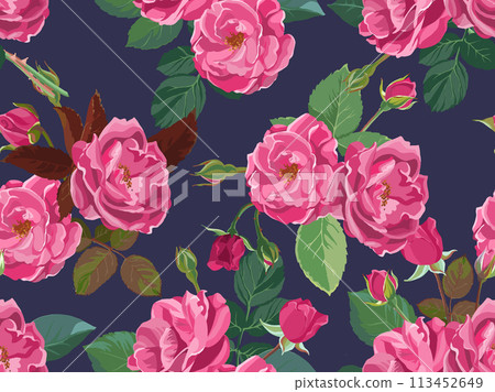 Summer and spring foliage and blooming pink roses Summer and spring foliage and blooming pink roses 113452649