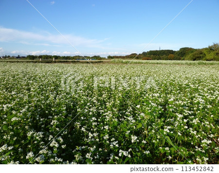 Buckwheat field in Hasuda, Saitama Prefecture 113452842