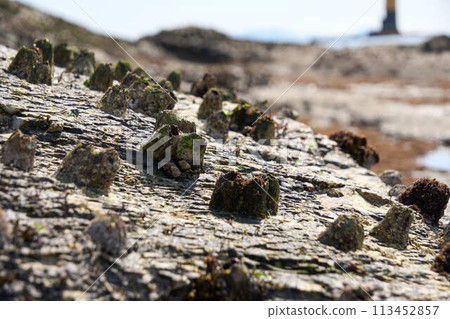 [Hado Cape] Fujitsubo on the rocks of the coast 113452857