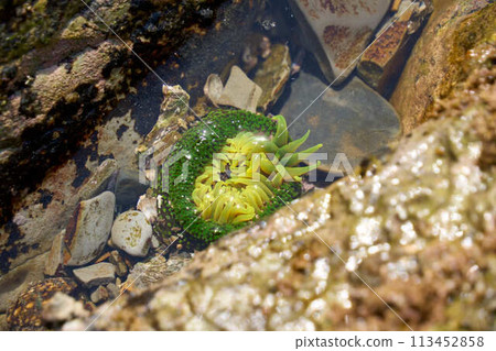 [Cape Hazu] Sea anemones appear on rocks at low tide 113452858