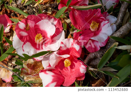 Colorful camellia flowers fallen on the ground 113452880