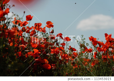 Field blossoming poppies. Poppy field. 113453015