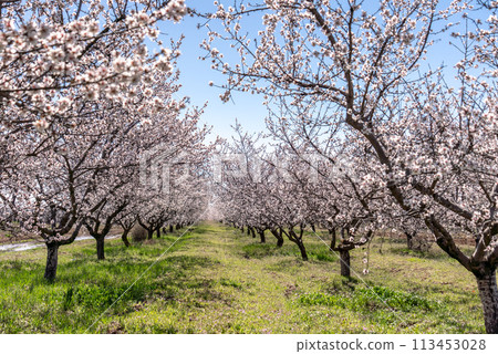 Large garden of white almond flowers, agriculture. Location for photo shoots. 113453028