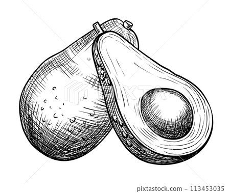Avocado vector illustration. Drawing of Fruit with a seed painted by black inks in line art style. Vegetable botanical painting for food or cosmetic packaging design. Etching on isolated background. 113453035