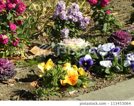 Yellow and blue flowers of houseplant Peony and Violet Yellow and blue flowers of houseplant Peony and Violet 113453064