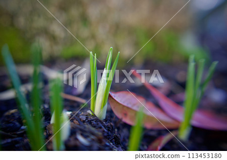 Spring awakens, crocuses sprout from the soil, waiting to see what happens. Spring awakens, crocuses sprout from the soil, waiting to see what happens. 113453180
