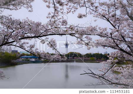 The Tower of Life peeking through the cherry blossoms The Tower of Life peeking through the cherry blossoms 113453181