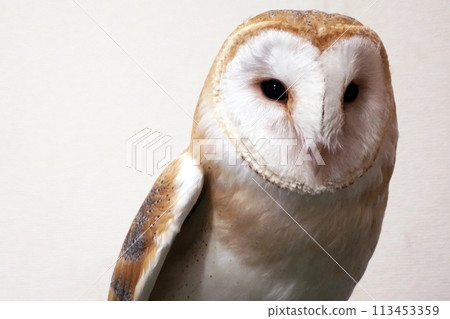 Barn owl staring at me Barn owl staring at me 113453359