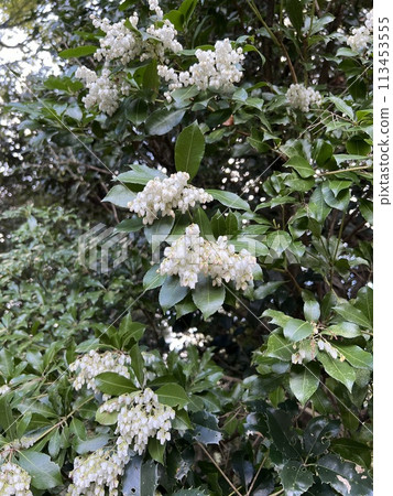 阿比比盛開 阿比比盛開 113453555