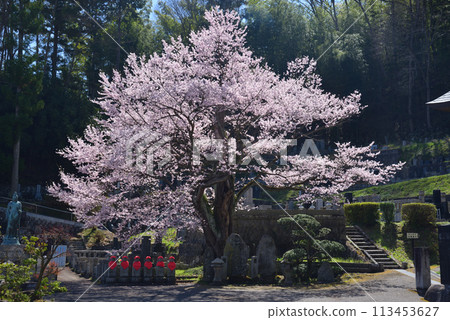 三春町的櫻花 三春町的櫻花 113453627