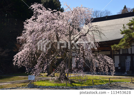 Cherry blossoms in Miharu-cho Cherry blossoms in Miharu-cho 113453628