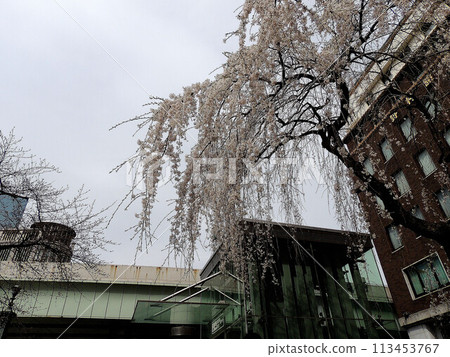 日本橋的垂枝櫻花 日本橋的垂枝櫻花 113453767