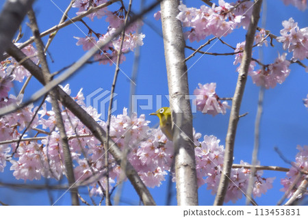 白眼和櫻桃 113453831