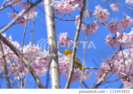 White-eye and cherry 113453833