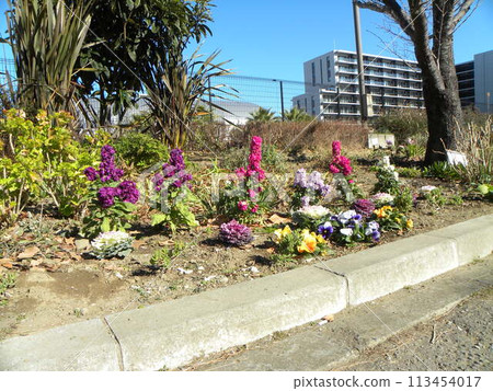 Kojima Flower Association Flower Garden Stock, Leaf Peony and Violet Kojima Flower Association Flower Garden Stock, Leaf Peony and Violet 113454017