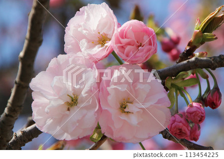 Double cherry blossoms Double cherry blossoms 113454225