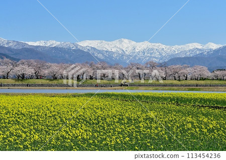 Spring quartet Spring quartet 113454236