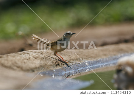 Black chested Prinia in Kruger National park, South Africa Black chested Prinia in Kruger National park, South Africa 113454310