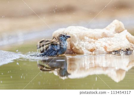 Blue breasted Cordonbleu in Kruger National park, South Africa Blue breasted Cordonbleu in Kruger National park, South Africa 113454317
