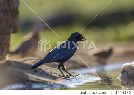 Burchell Glossy Starling in Kruger National park, South Africa Burchell Glossy Starling in Kruger National park, South Africa 113454320