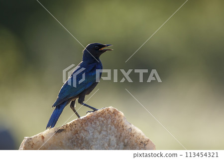 Burchell Glossy Starling in Kruger National park, South Africa 113454321