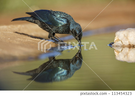 Cape Glossy Starling in Kruger National park, South Africa 113454323