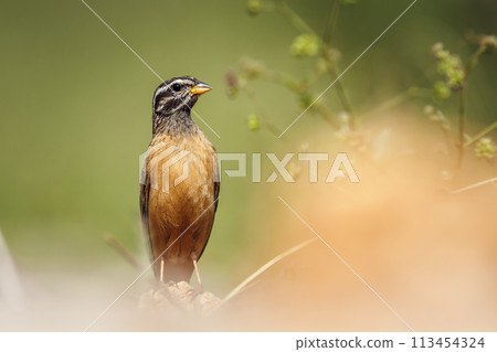 Cinnamon breasted Bunting in Kruger National park, South Africa Cinnamon breasted Bunting in Kruger National park, South Africa 113454324