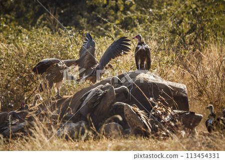 Hooded vulture and White backed Vulture in Kruger National park, South Africa 113454331