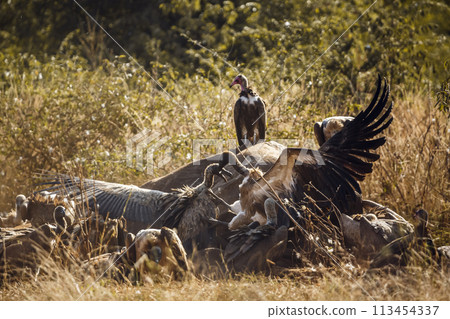 Hooded vulture and White backed Vulture in Kruger National park, South Africa 113454337