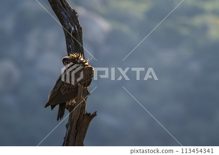 Hooded vulture in Kruger National park, South Africa Hooded vulture in Kruger National park, South Africa 113454341
