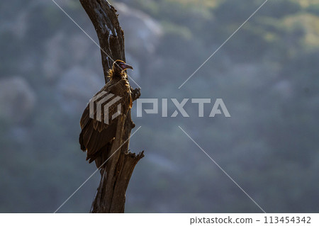 Hooded vulture in Kruger National park, South Africa 113454342