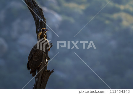 Hooded vulture in Kruger National park, South Africa Hooded vulture in Kruger National park, South Africa 113454343