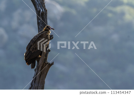 Hooded vulture in Kruger National park, South Africa 113454347
