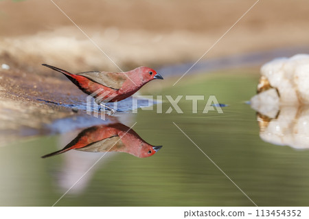 Jameson Firefinch in Kruger National park, South Africa 113454352