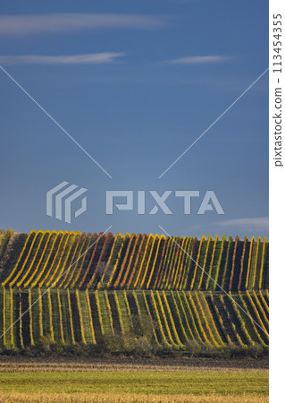 Autumn vineyard near Velke Bilovice, Southern Moravia, Czech Republic 113454355