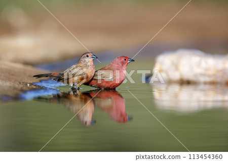 Jameson Firefinch in Kruger National park, South Africa Jameson Firefinch in Kruger National park, South Africa 113454360