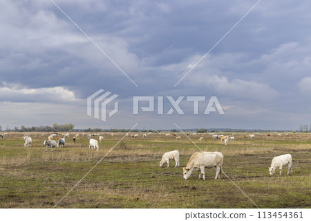 Cow in Hortobagy National Park, UNESCO World Heritage Site, Puszta is one of largest meadow and steppe ecosystems, Hungary 113454361
