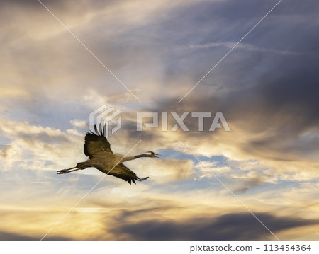 Common Crane, Hortobagy National Park, UNESCO World Heritage Site, Puszta is one of largest meadow and steppe ecosystems in Europe, Hungary 113454364