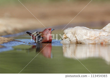 Jameson Firefinch in Kruger National park, South Africa 113454365